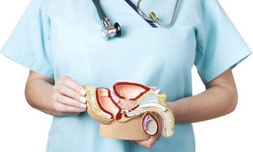 model of the male urinary system and treatment of prostatitis